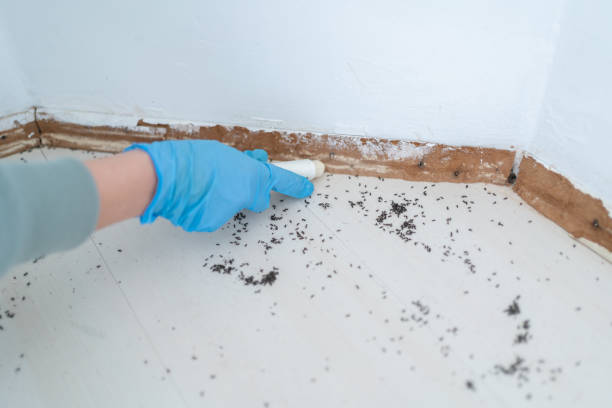 Best Flea Control Services  in Whiteman Af, MO
